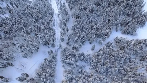 Forest in winter Stock Footage 90843542