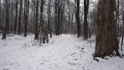 Forest in the winter Stock Footage 100023478