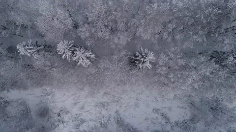 Forest in winter Stock Footage 100242619