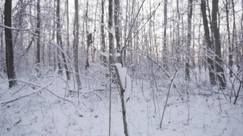 Forest in winter Stock Footage 102588493