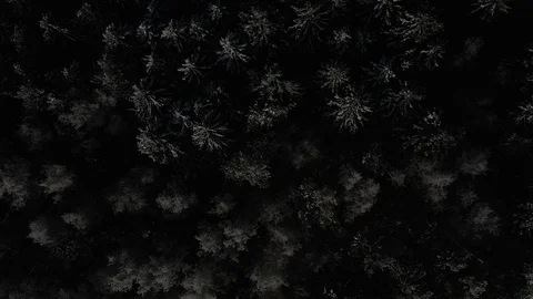 Forest in winter Stock Footage 106746449