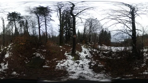 Forest in winter Stock Footage 124798195