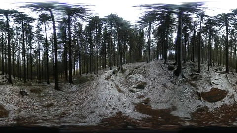 Forest in winter Stock Footage