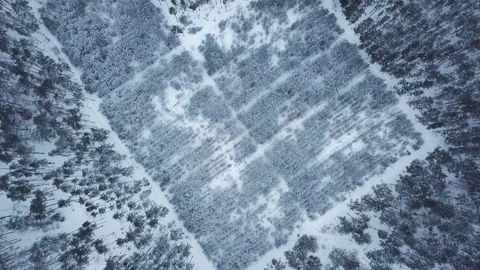 Forest in winter Video stock 127583484