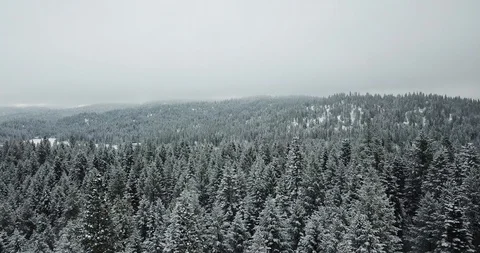 Forest of the Winter 库存影片 129649904