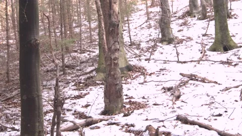 Forest on winter 스톡 동영상 137641976