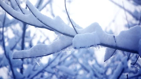 Forest in Winter Stock Footage 166314904