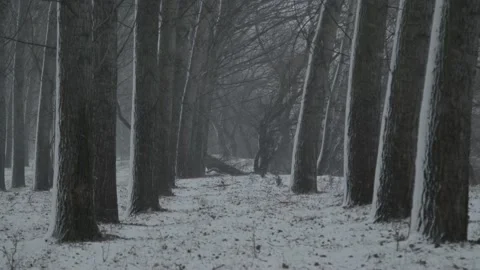 Forest at winter Stock Footage 231908596