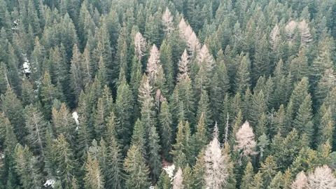 Forest in the winter Video stock 263191235