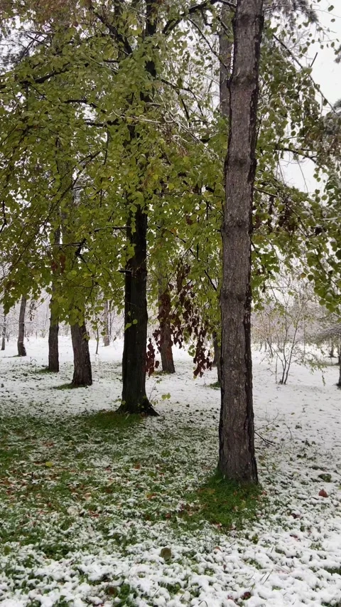 Forest in winter Stock Footage 293091385