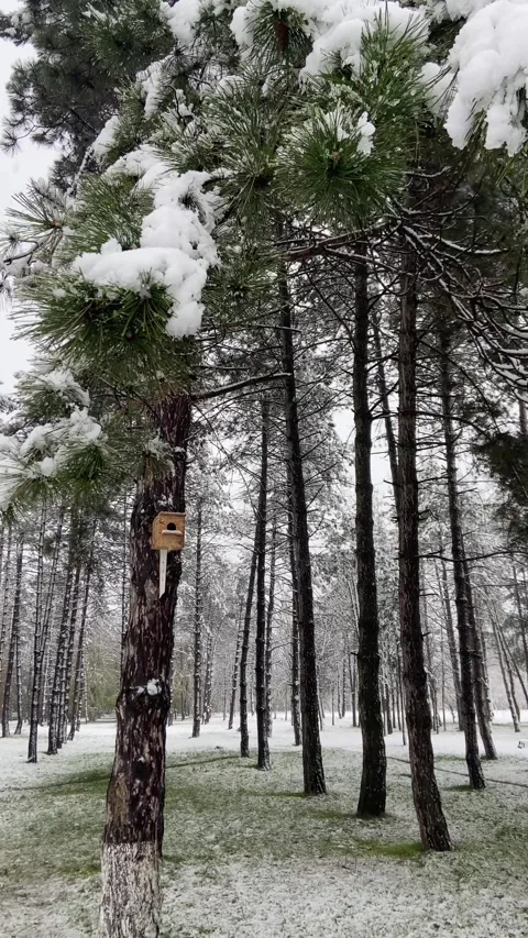 Forest in winter Stock Footage 293091421
