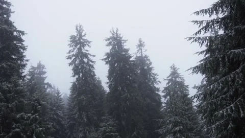 Forest in winter Stock Footage 302885229