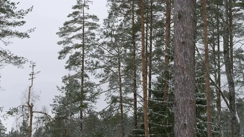 Forest in winter, gorgeous view on the landscape Stock Footage 70705147