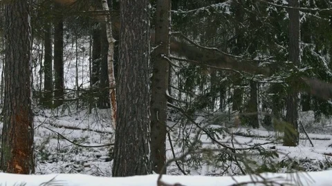 Forest at winter, harvester working in a forest Stock Footage 69966378