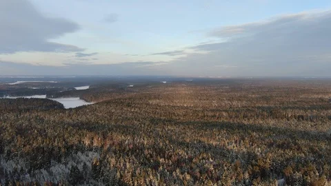 Forest winter landscape Stock Footage 101090799