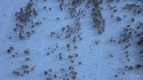 Forest winter landscape Stock-Footage 196987178