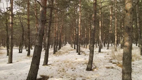 Forest winter landscape Stock Footage 237167045
