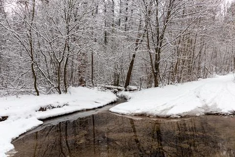 Forest winter landscape. Stock Photos