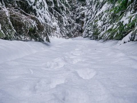 Forest winter landscape with pine trees covered in snow and a footpath Stock-Fotos
