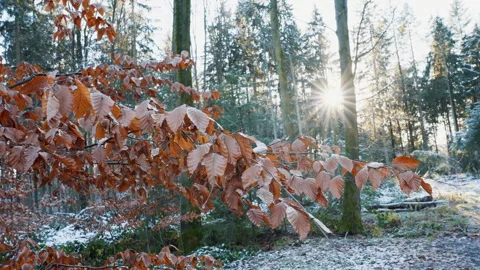 Forest Winter leaves backlightning Stock Footage 333464322