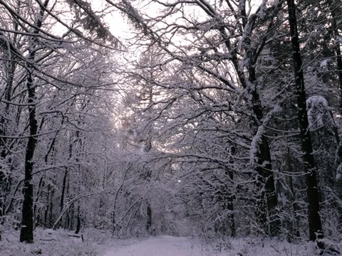 Forest in winter with light orange sky Видео 342543525