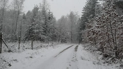 In the forest on a winter morning Stock Footage 150646467