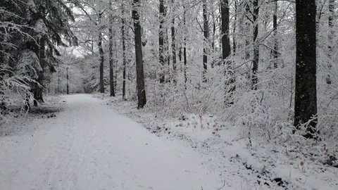 In the forest on a winter morning. Stock Footage 157632649