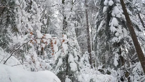 Forest winter mountain beautiful snow landscape in tilt movement Vídeos de archivo 334658602