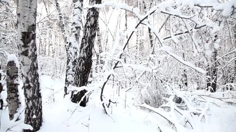 Forest winter mountain beautiful snow landscape in tilt movement Stock-Footage 334658620