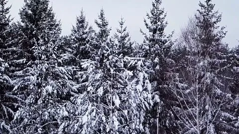 Forest winter mountain beautiful snow landscape in tilt movement Stock-Footage 334658682