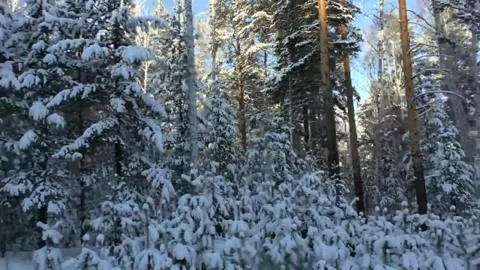 Forest winter mountain beautiful snow landscape in tilt movement Stock-Footage 334658683
