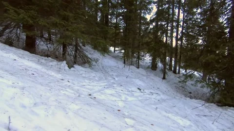In forest in winter with movement and sunrays Stock Footage 169630956