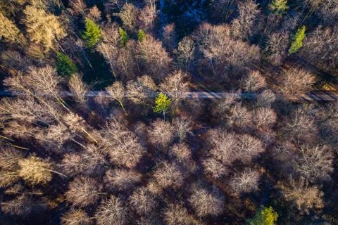 Forest in winter with path through Stock Photos