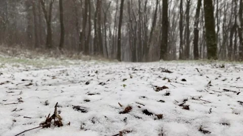 Forest winter path walking magical snow frozen 4k Video stock 334658549