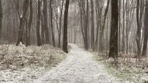 Forest winter path walking magical snow frozen 4k Stock-Footage 334658604