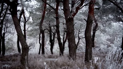 Forest winter path walking magical snow frozen 4k Stock-Footage 334658656