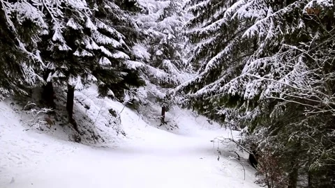 Forest winter path walking magical snow frozen 4k Stock-Footage 334658673