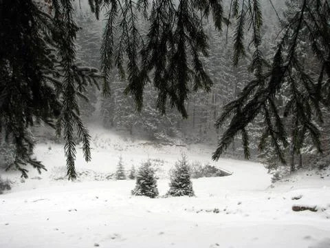 Forest in winter Stock Photos
