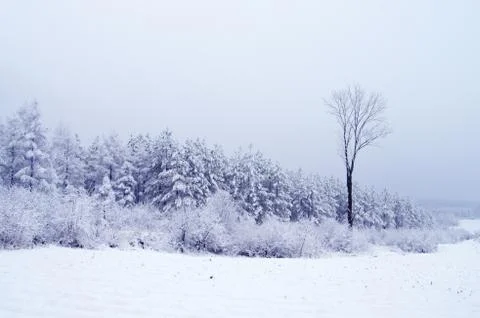 Forest in winter Foto stock