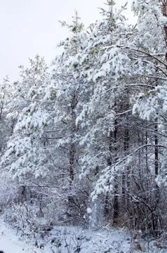 Forest in winter Stock Photos