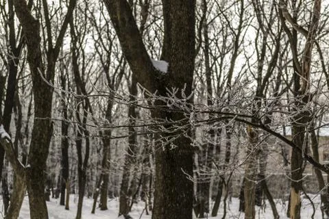 In the forest winter Stock Photos