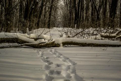 In the forest winter Stock Photos