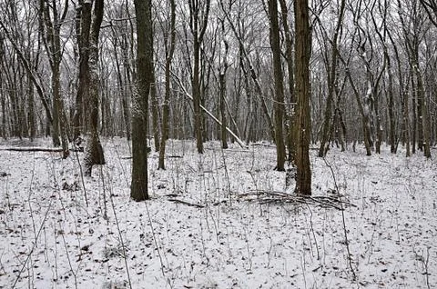 Forest in winter Stock Photos