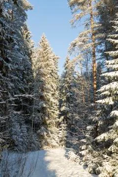 Forest in Winter Stock Photos