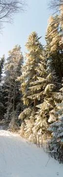 Forest in Winter Stock Photos