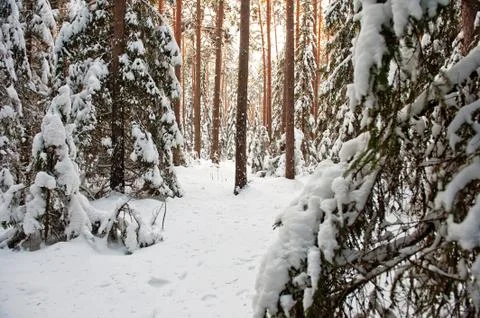 Forest in winter Stock Photos