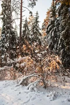 Forest in winter Stock Photos