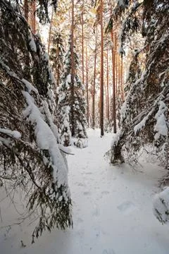 Forest in winter Foto stock