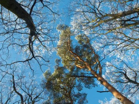 Forest in Winter Stock Photos