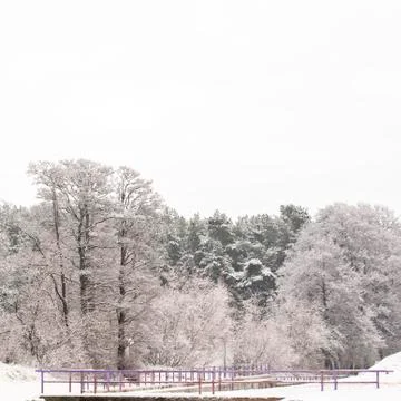 Forest in winter Stock Photos